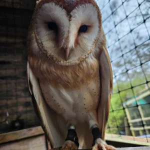 1-Hour Owl Experience