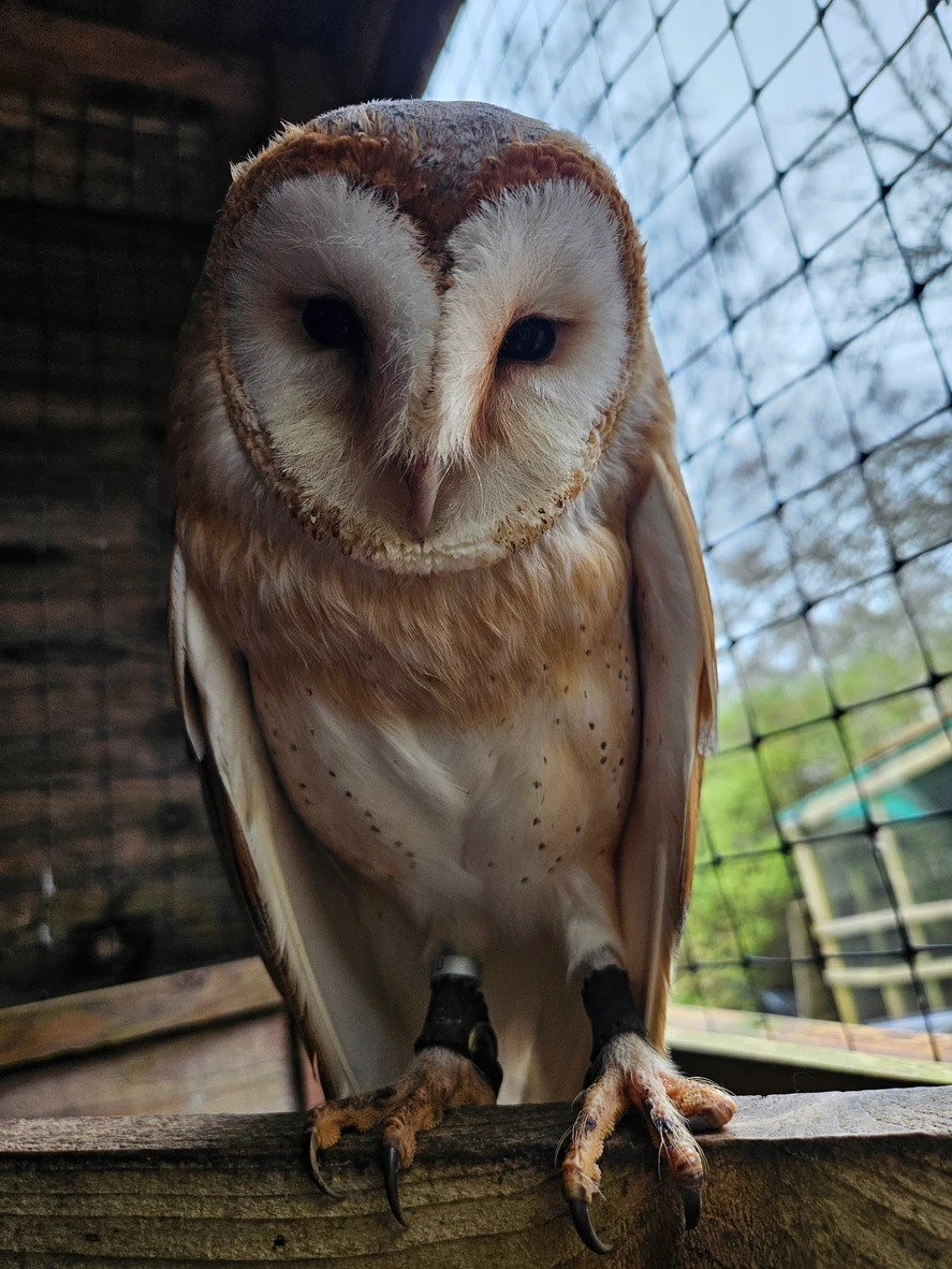 1-Hour Owl Experience